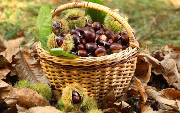DH Villas - Around the woods harvesting chestnuts