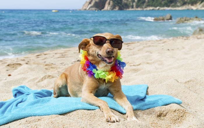 DH Villas - Vacanze e spiagge pet-friendly