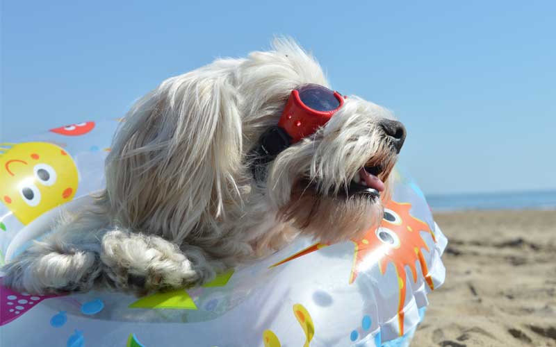 Vacanza in villa con animali - ville pet friendly
